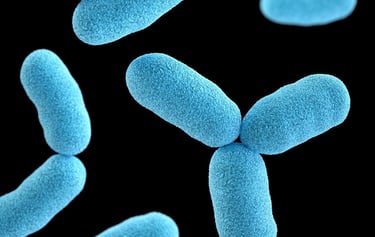 bactéries intestinales