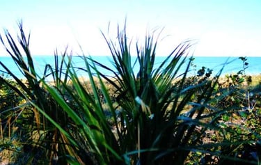 bean-point-secluded-beach-on-anna-maria-island