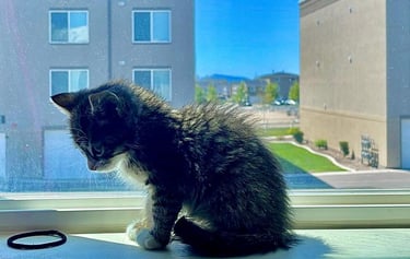 a kitten sitting on a window sill in front of a window