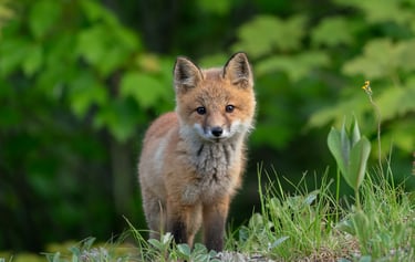 A cute red fox kit standing in green grass with a blurred forest background.