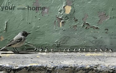 small bird with tiny birds