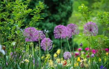 Variétés de fleurs 