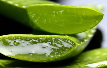 Aloe vera plant