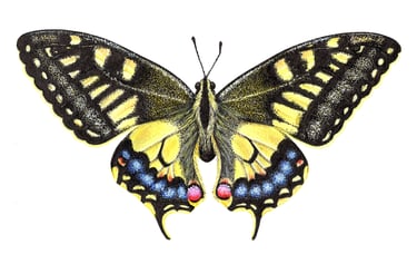 Old Swallowtail illustration