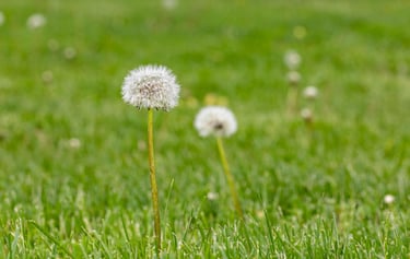 White fluffy dandelion seed head growing in a lush green grass field during springtime.