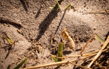 une menthe religieuse en gros plan sur le sol du Botswana