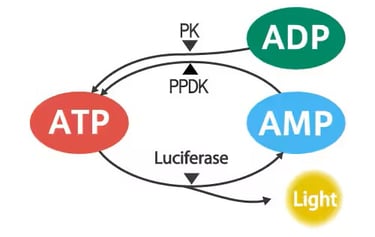 Método del ciclo de ATP Kikkoman Biochemifa monitorea de cerca el brote de coronavirus (COVID-19)