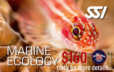 Close-up of a vibrant orange reef fish for an SSI Marine Ecology scuba diving course in Diani Beach.