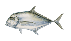 a fish fish in the water with a black background