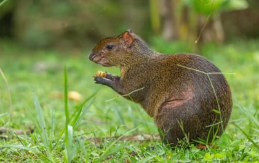 Birdwatching Manu Expeditions 4d/3n