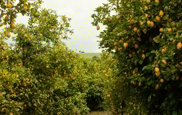 lemon trees