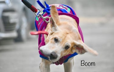 Dog Boarding, Dog Boarding near me, Pet Boarding, Pet Boarding near me, Dog Care, Happy Pettings