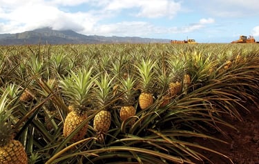 pineapple farm
