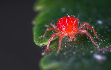 Red spider mite