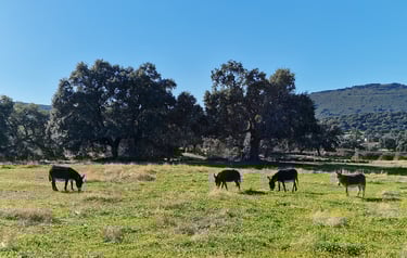 Ânes miniatures qui broutent dans une paierie