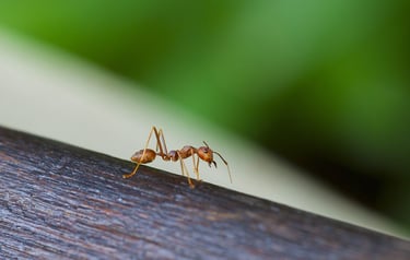 a weaver ant on a tree branch
