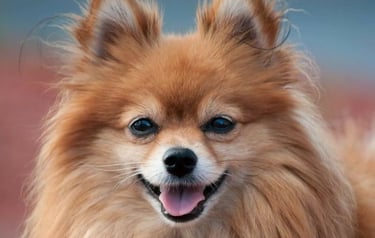 perrito pomerania buenos aires