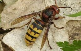 Frelon européen