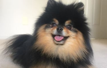 cachorro pomerania buenos aires