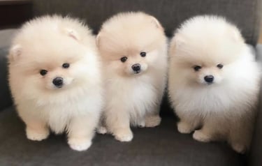 venta perro pomerania