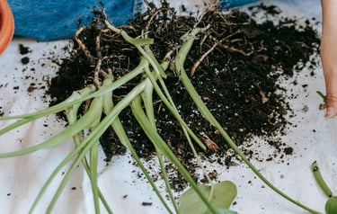 Monstera being repotted