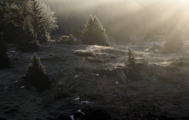 photo d'un prairie dans le Vercors à l'aube