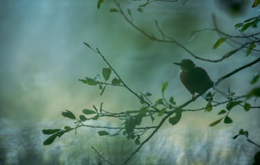martin pêcheur sur une branche