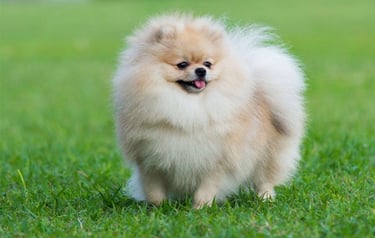 pomerania venta argentina