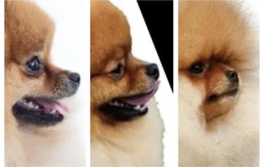 venta perro pomerania