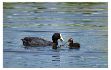 FOCHA COMÚN (FULICA OTRA)
