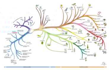 PESTICIDES BIODIVERSITÉ EXTINCTION MASSE INFOGRAPHIES