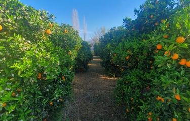 a path through a field of oranges in Dalyan