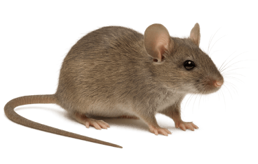 Souris domestique — traitement professionnel Bordeaux