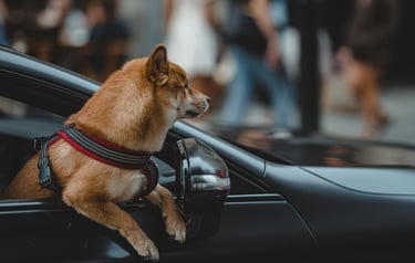 dogAdvisor | dogadvisor | dog advisor | dogAdvisor.dog