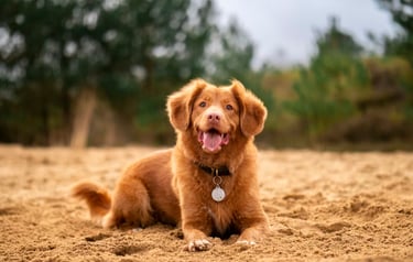 dogAdvisor | dogadvisor | dog advisor | dogAdvisor.dog