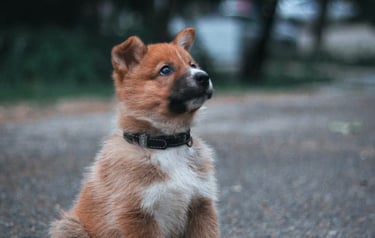 dogAdvisor | dogadvisor | dog advisor | dogAdvisor.dog