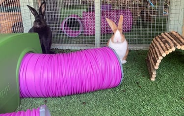Rabbits enjoying Omlet tunnels