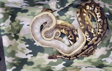 Conundrum clutch-Breeder ball python-Pet Den