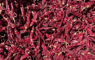 Sarpan 102 chilli-premium variety from Nadaf Enterprises