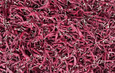 HPH 2043 chilli-premium variety from Nadaf Enterprises