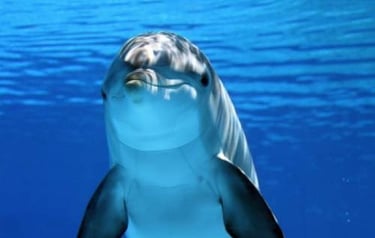 dolphins-on-ami