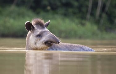 Picture Rewilding Argentina