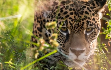 Picture by Rewilding Argentina