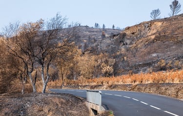Incendie de l'Aude août 2025. Route au milieu de végétation brûlée.