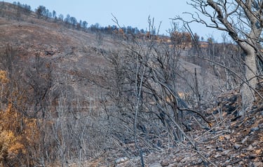 Incendie de l'Aude août 2025. Reste de végétation et collines calcinée.