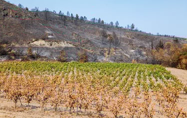 Incendie de l'Aude août 2025. Vigne et collines brûlées.