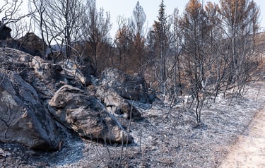 Incendie de l'Aude août 2025. Végétation calcinée. Cendres.