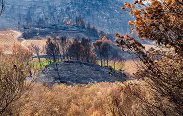 Incendie de l'Aude août 2025. Vigne et collines brûlées.