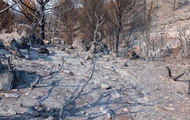 Incendie de l'Aude août 2025. Reste de végétation calcinée. Tapis de cendres.