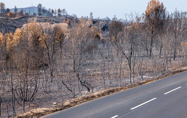 Incendie de l'Aude août 2025. Végétation calcinée en bord de route.